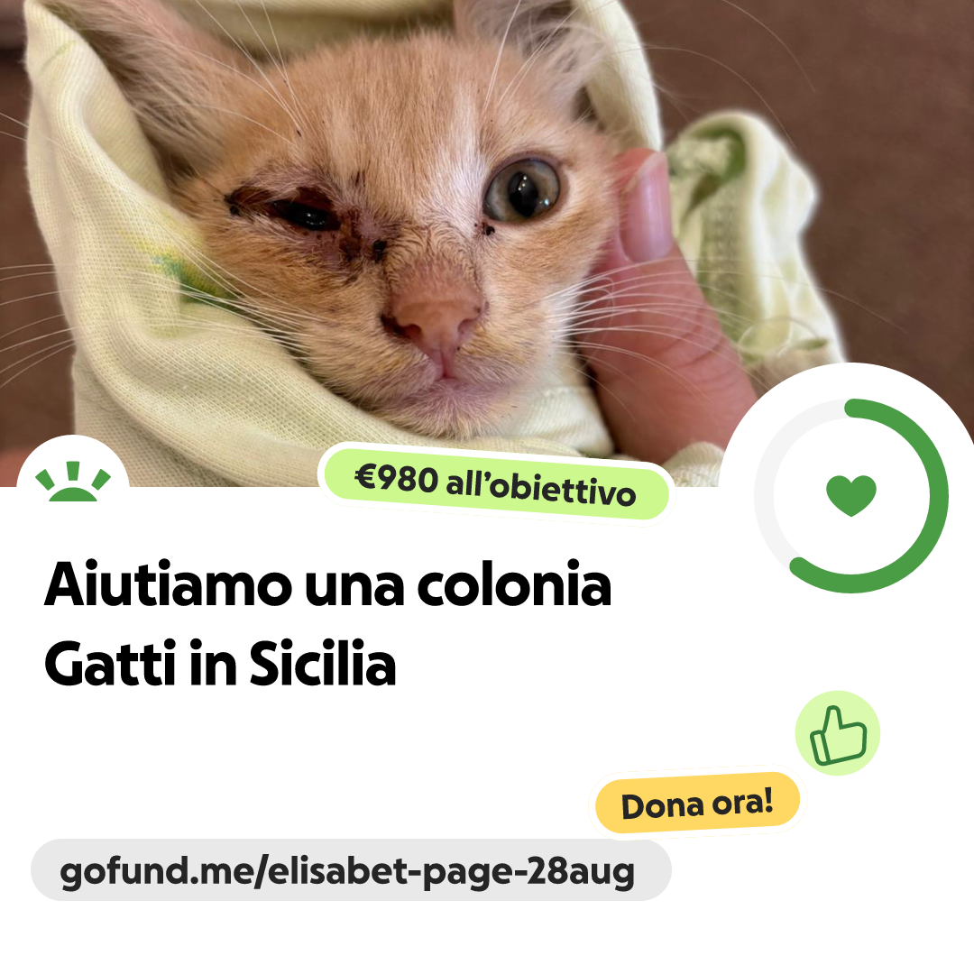 Bastaddu - Ora si cazzi toi🤣 #bastaddudameme #messina #sicilia #meme |  Facebook, image size:1080x1080