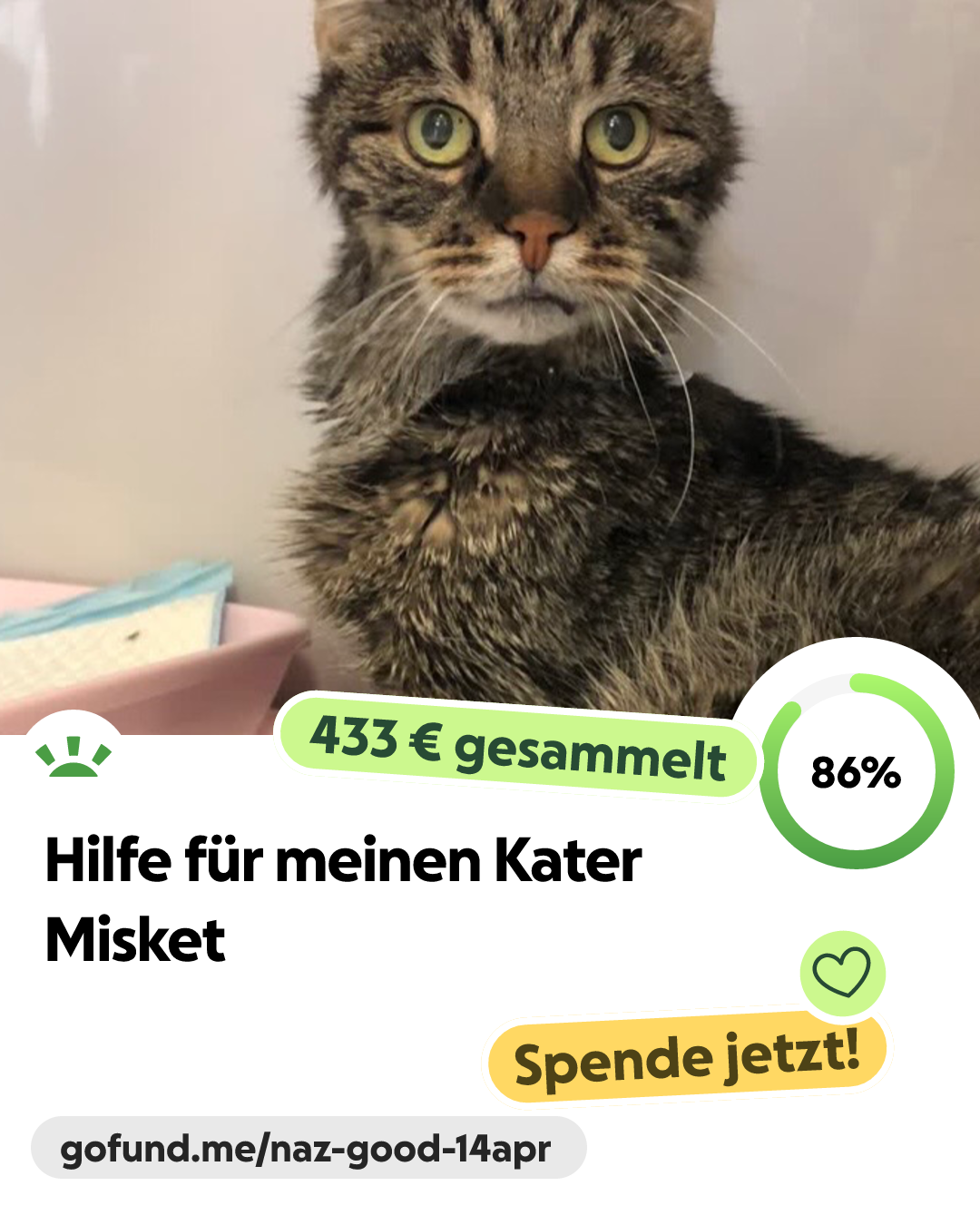 wie befriedige ich meinen kater Katzenpsychologie: Was Katzen wollen main image 1