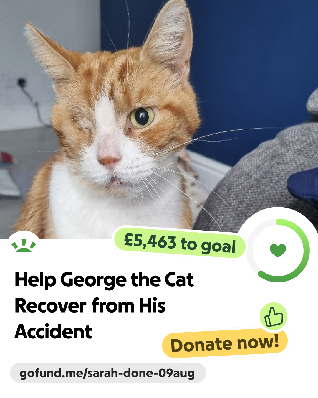 Fundraiser by Sarah sharp : Help George the Cat Recover from His Accident