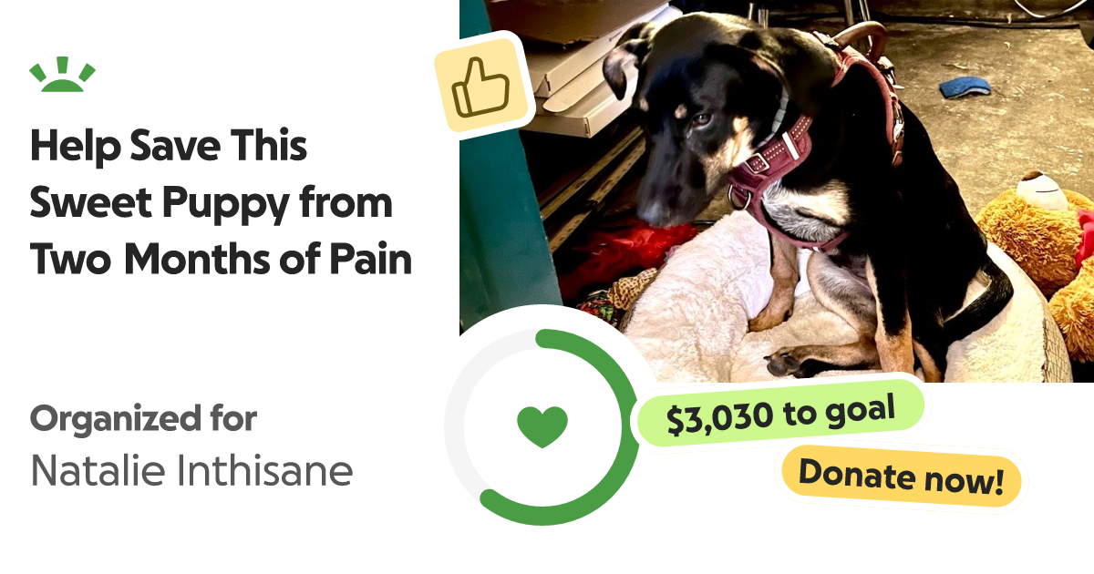 Fundraiser by Katherine Cozad Help Save This Sweet Puppy from Two