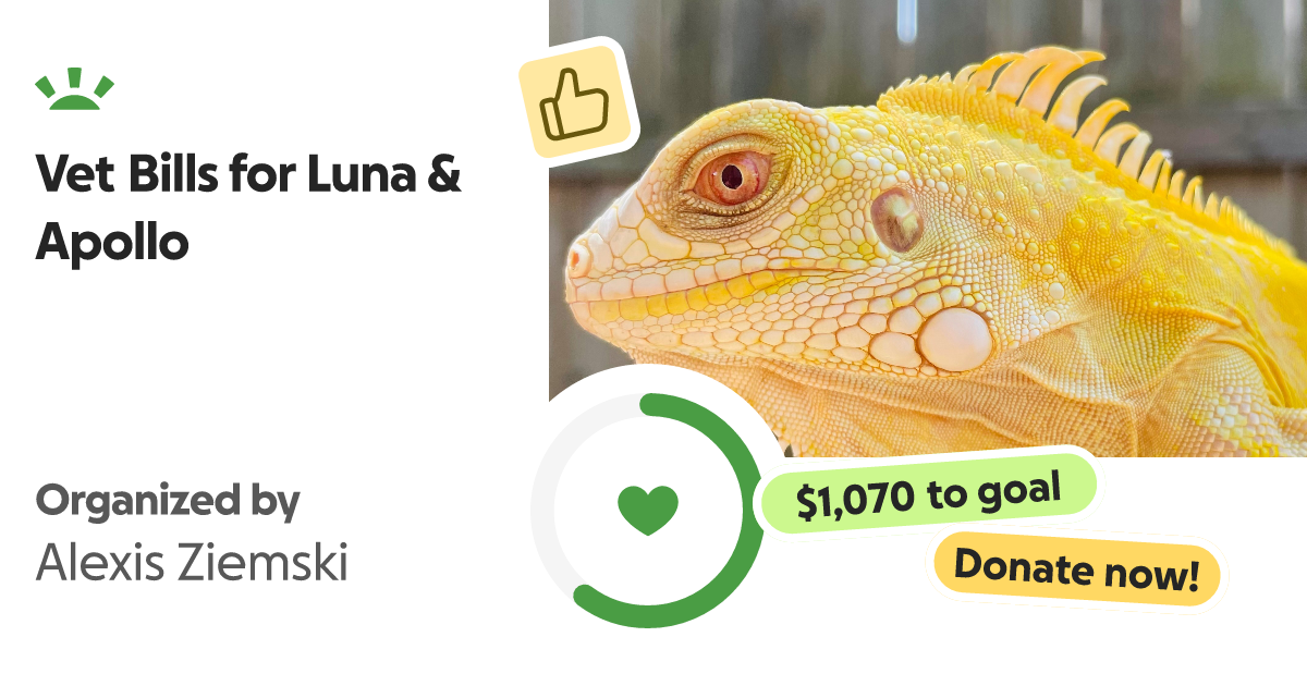 Fundraiser by Alexis Ziemski Vet Bills for Luna & Apollo